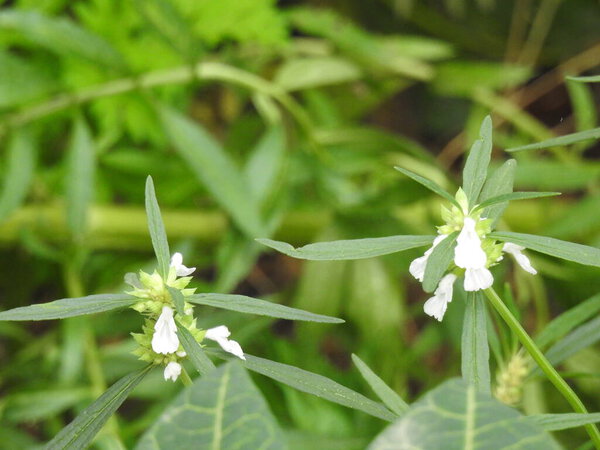 Closeup of beautiful Leucas aspera or tumbe flower plant in a green leaves background.