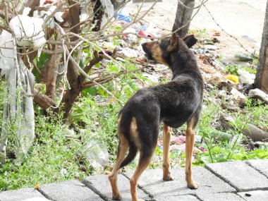 Evin tepesindeki Hint siyahi ve kahverengi sokak köpeğinin yakın çekimi.