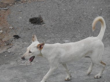 Evin tepesindeki Hint siyahi ve kahverengi sokak köpeğinin yakın çekimi.