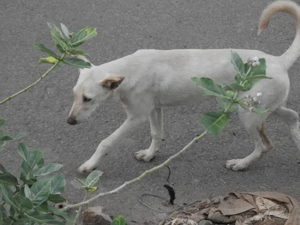 Evin tepesindeki Hint siyahi ve kahverengi sokak köpeğinin yakın çekimi.