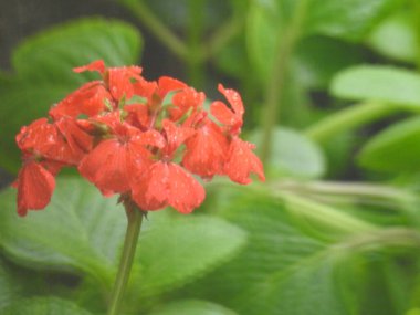 Güzel kırmızı sardunya çiçeğinin yakın plan doğa arka planına sahip bir ev bahçesi bitkisi..