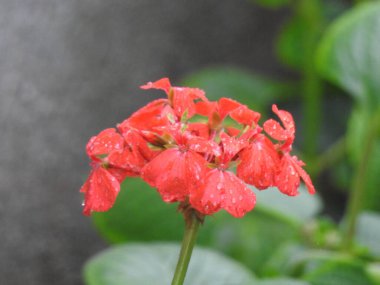 Güzel kırmızı sardunya çiçeğinin yakın plan doğa arka planına sahip bir ev bahçesi bitkisi..