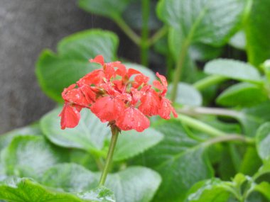 Güzel kırmızı sardunya çiçeğinin yakın plan doğa arka planına sahip bir ev bahçesi bitkisi..