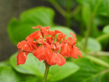 Güzel kırmızı sardunya çiçeğinin yakın plan doğa arka planına sahip bir ev bahçesi bitkisi..