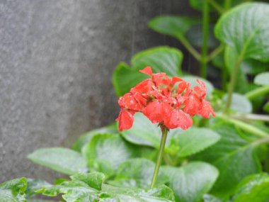 Güzel kırmızı sardunya çiçeğinin yakın plan doğa arka planına sahip bir ev bahçesi bitkisi..