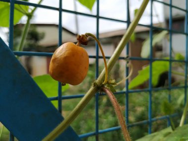 Güzel meyve, çiçek ve rengarenk yaprakların yakınındaki Kokuşmuş Tutku bitkisi..