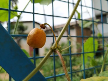 Güzel meyve, çiçek ve rengarenk yaprakların yakınındaki Kokuşmuş Tutku bitkisi..