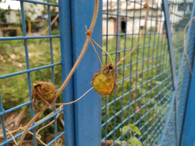Güzel meyve, çiçek ve rengarenk yaprakların yakınındaki Kokuşmuş Tutku bitkisi..