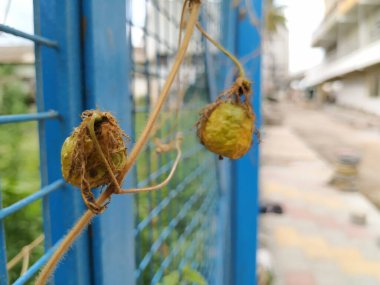 Güzel meyve, çiçek ve rengarenk yaprakların yakınındaki Kokuşmuş Tutku bitkisi..