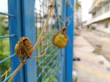 Güzel meyve, çiçek ve rengarenk yaprakların yakınındaki Kokuşmuş Tutku bitkisi..