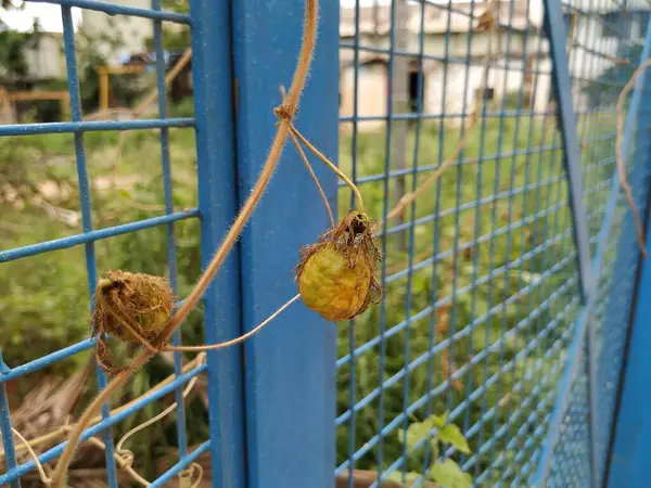 Güzel meyve, çiçek ve rengarenk yaprakların yakınındaki Kokuşmuş Tutku bitkisi..