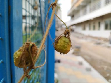 Güzel meyve, çiçek ve rengarenk yaprakların yakınındaki Kokuşmuş Tutku bitkisi..