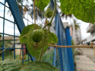 Güzel meyve, çiçek ve rengarenk yaprakların yakınındaki Kokuşmuş Tutku bitkisi..