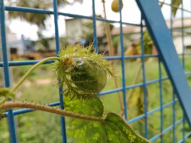 Güzel meyve, çiçek ve rengarenk yaprakların yakınındaki Kokuşmuş Tutku bitkisi..
