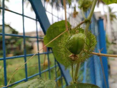 Güzel meyve, çiçek ve rengarenk yaprakların yakınındaki Kokuşmuş Tutku bitkisi..