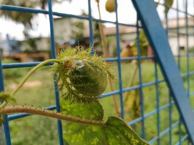 Güzel meyve, çiçek ve rengarenk yaprakların yakınındaki Kokuşmuş Tutku bitkisi..