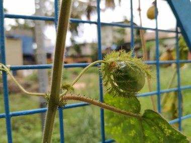 Güzel meyve, çiçek ve rengarenk yaprakların yakınındaki Kokuşmuş Tutku bitkisi..
