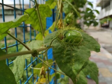 Güzel meyve, çiçek ve rengarenk yaprakların yakınındaki Kokuşmuş Tutku bitkisi..