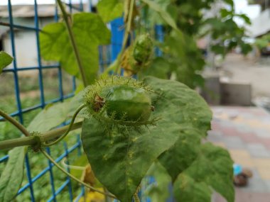Güzel meyve, çiçek ve rengarenk yaprakların yakınındaki Kokuşmuş Tutku bitkisi..