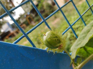 Güzel meyve, çiçek ve rengarenk yaprakların yakınındaki Kokuşmuş Tutku bitkisi..