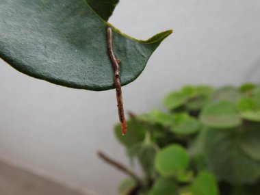 Zeminde toprak ve yeşil yaprak arkaplanı olan tek bir toprak solucanına yakın çekim..