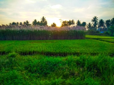 Güzel manzaralı tarım alanı, demiryolu istasyonu ve gündoğumu gökyüzü arka planına yakın..