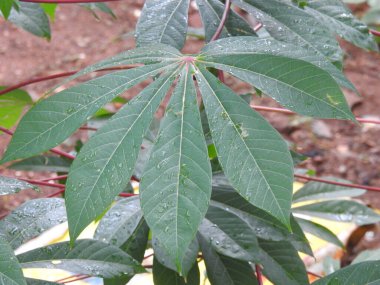 Manioc ya da yuca olarak da bilinen güzel Cassava Bitkisi 'ne yakın çekim. Nişastalı ve yenilebilir kökleri için ekilmiş odunsu bir çalıdır..