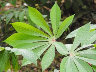 Manioc ya da yuca olarak da bilinen güzel Cassava Bitkisi 'ne yakın çekim. Nişastalı ve yenilebilir kökleri için ekilmiş odunsu bir çalıdır..