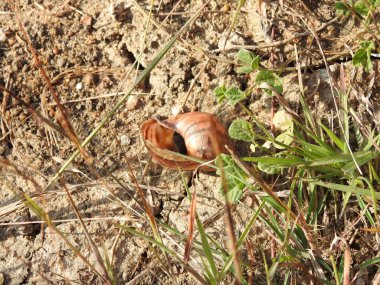 Doğayla iç içe olan Hint deniz kabuğunu tutan genç ve güzel adamın yakın çekimi..