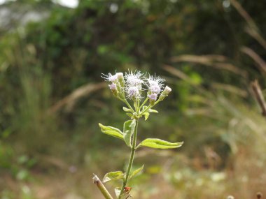 Güzel Siyam otuna ya da doğal arka planda çiçekli Chromolaena koku bitkisine yakın çekim.