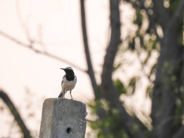 Güzel Hint beyaz kaşlı Wagtail 'in yakın çekimi ağaç dallarının ve mavi gökyüzü arka planlı elektrik direğinin üzerinde oturuyor..