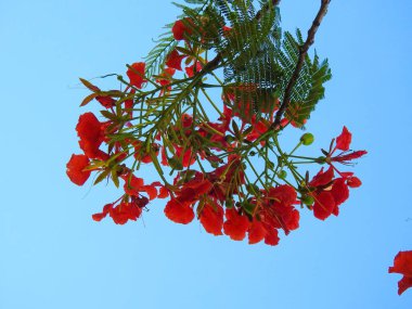 Güzel kırmızı renkli bulvar, Gulmohar ağacı mavi gökyüzü arka planına sahip..