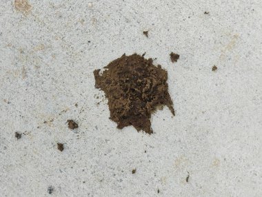 Toprak zeminde farklı şekilli kurutulmuş inek gübresi..