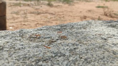 Taş desenli arka planı olan ölü bir hayvan taşıyan güzel kırmızı karıncalar..