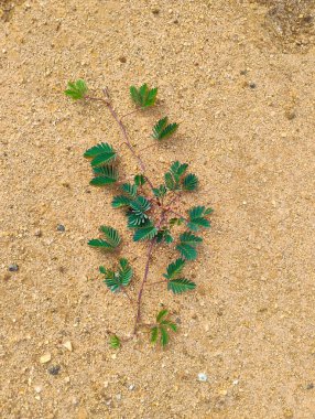 Toprak zeminde yetişen güzel Küçük Bitki 'nin yakın plan fotoğrafı.