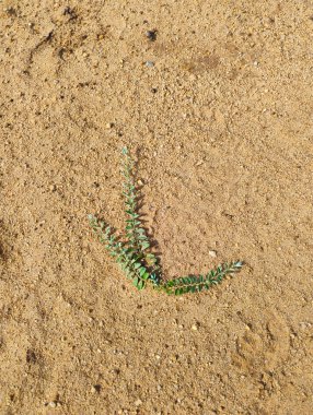 Toprak zeminde yetişen güzel Küçük Bitki 'nin yakın plan fotoğrafı.