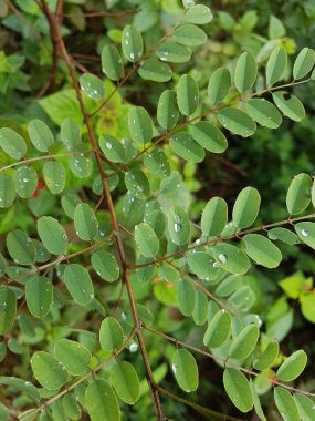 Yeşil yapraklı ve kestane rengi arka planda bulunan Breynia Retusa bitkisine güzel su damlaları yakın plan