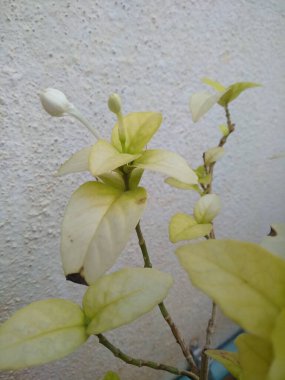 Bahçedeki saksıda yetişen çiçekli Pseuderthemum latifolium bitkisine yakın çekim..