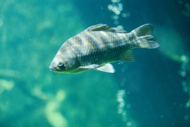 Tatlı su balığı sazan balığı (Cyprinus carpio) güzel temiz gölette yüzer.