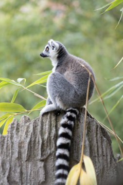 Anello lemure codato - Lemur catta