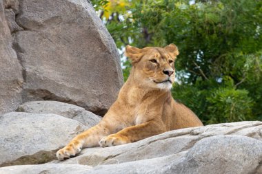 Leonessa (Panthera leo), seduta su una roccia, dişi aslan