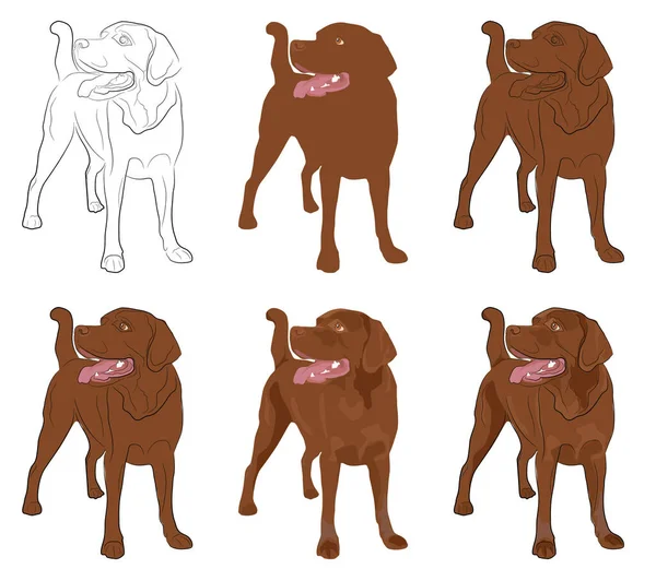 Brown Labrador Кілька Варіантів Малювання Векторне Зображення Білому Тлі — стоковий вектор
