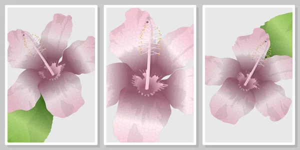 Frames Pale Pink Hibiscus Flowers Wall Art Vector Set Wall — Stock Vector