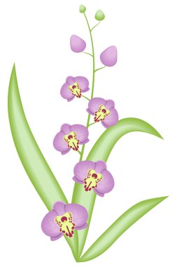 İzole edilmiş beyaz arkaplan vektör resmi üzerinde pembe orkide çiçeği