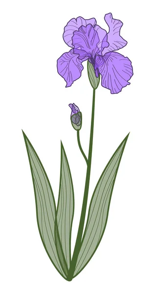 Lilac Duhovka Květ Bílém Pozadí Vektorový Obrázek Ruční Kreslení — Stockový vektor