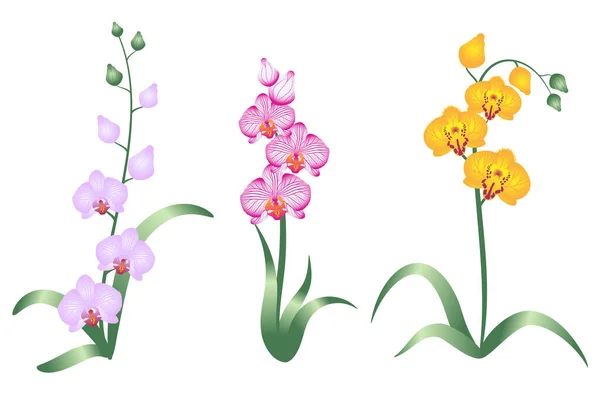 Zestaw Orchidei Kwiaty Izolowane Białym Tle Wektor Obrazu — Wektor stockowy