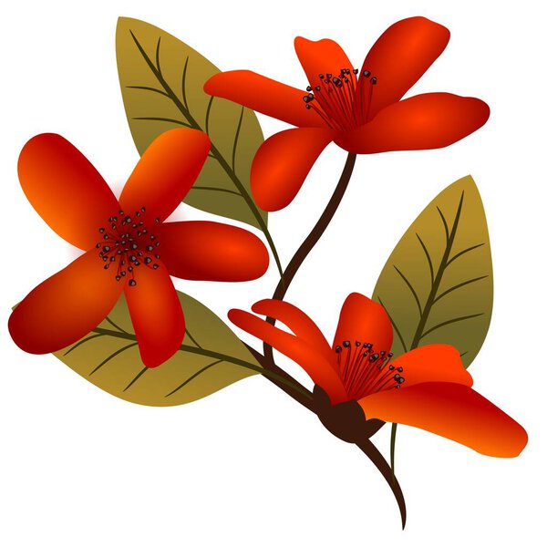 Branch with bright red flowers of bombax ceiba on white background, vector image