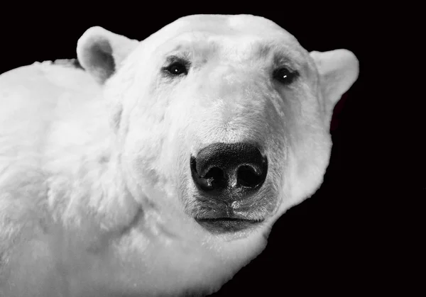 北极熊与其他熊相比 它使用的生态位比较窄 它很好地适应了这一生态位 具有适应低温 在雪中运动 在冰中运动以及在冷水中游泳等物理特征 — 图库照片