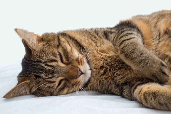 stock image Tabby cat in detail. Ordinary domesticated and domestic pet - cat.