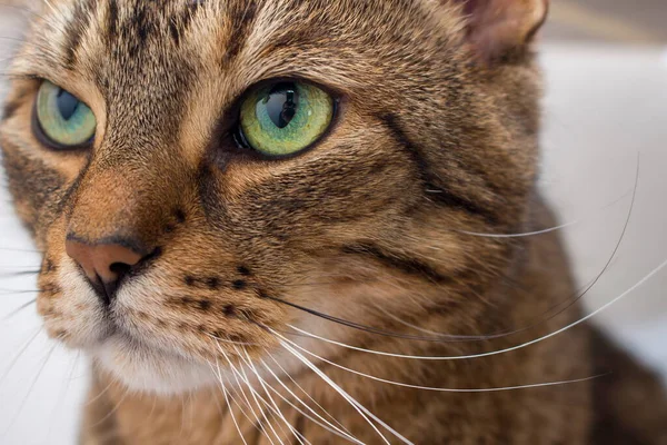 Tekir Kedi Detayı Sıradan Evcil Evcil Kedi — Stok fotoğraf